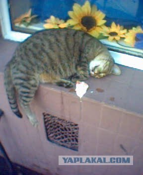Котовторник 20.03.2012