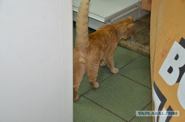 Котовторник 17.04.2012
