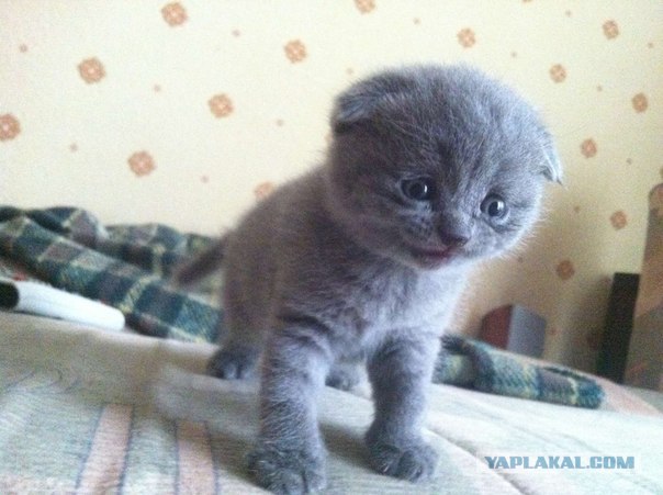 Котовторник  12. 06. 2012