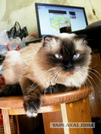 Котовторник 11.09.2012