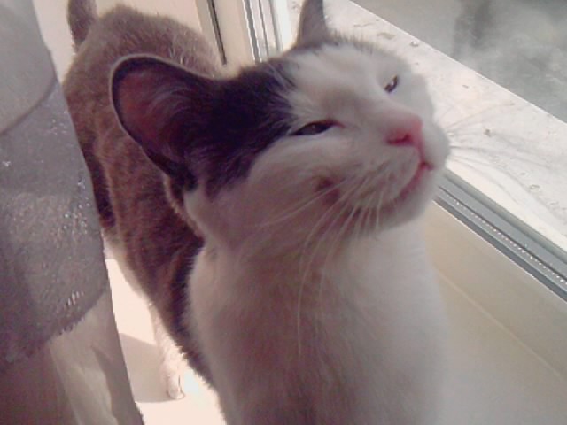 Улыбальник