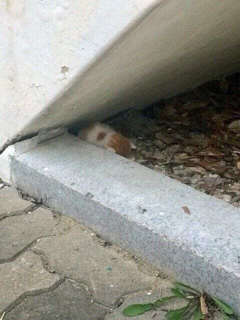 Эти забавные животные