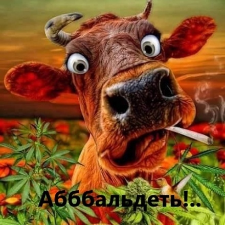Хитрые супруги