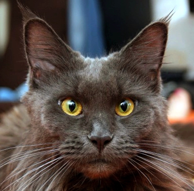 Хоба! Котовторник!