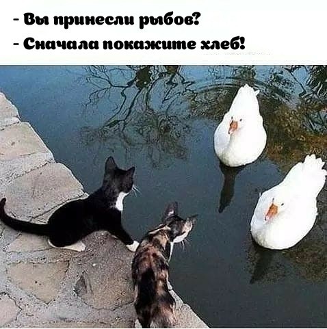 Здравствуйте