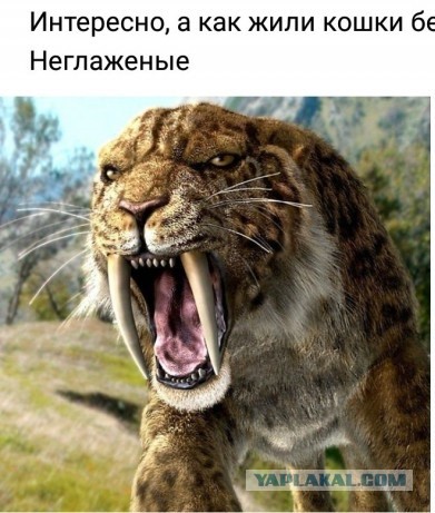 Картинки и мемы для настроения - 29