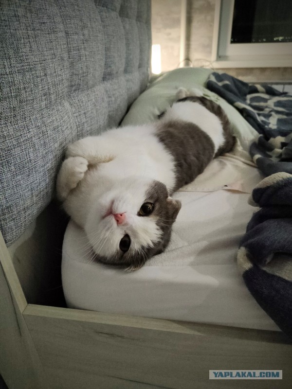 Котовторник 19.07.22