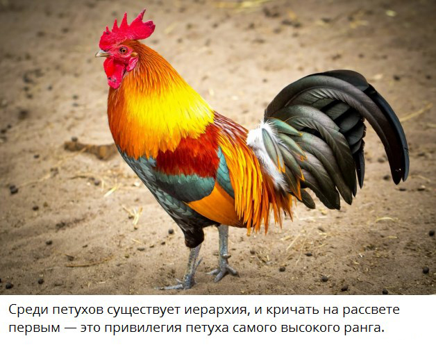 Петух