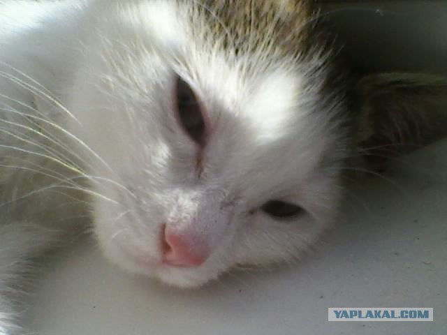 Котовторник 16.04.2013