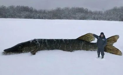 Побил свой рекорд по окуню
