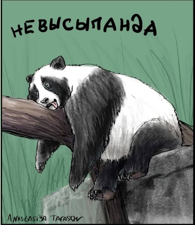 Сова, ты нормально?