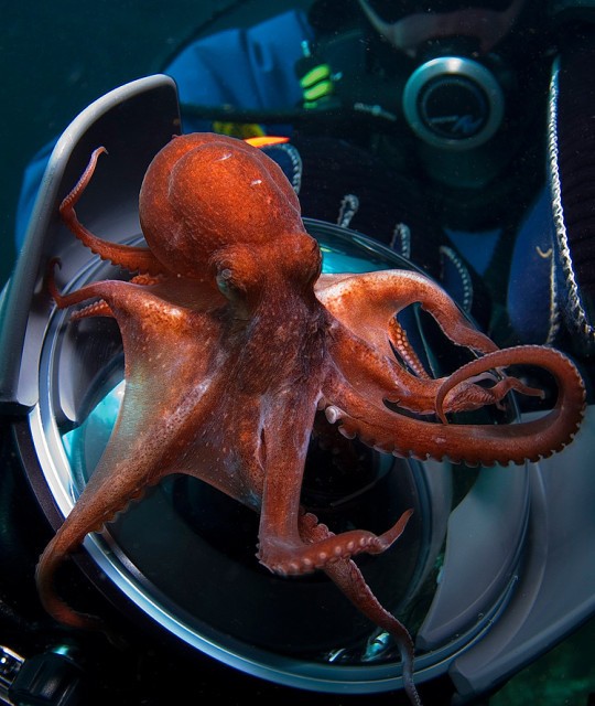 Всемирный день осьминога