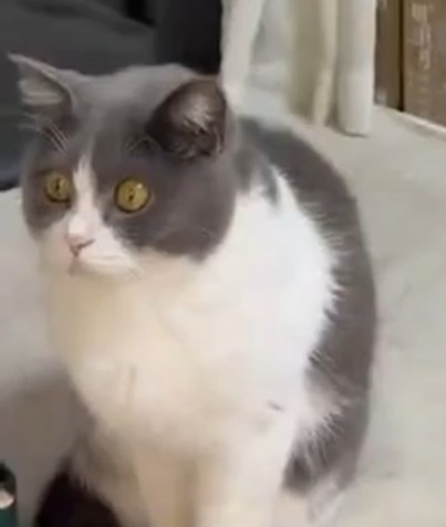 Пушистым решили показать нейро-контент, на котором показаны они, умеющие разговаривать