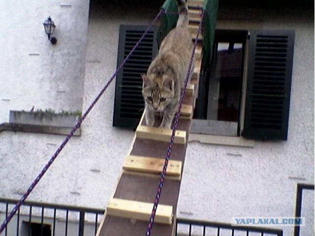 Лестницы для кошек