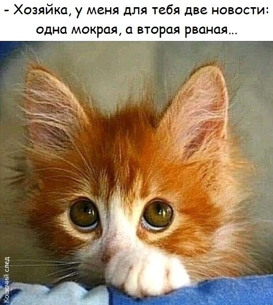 На уходящий котовторник