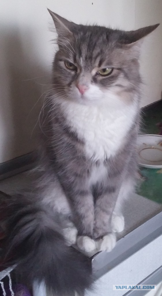 Котовторник 6.05.2014