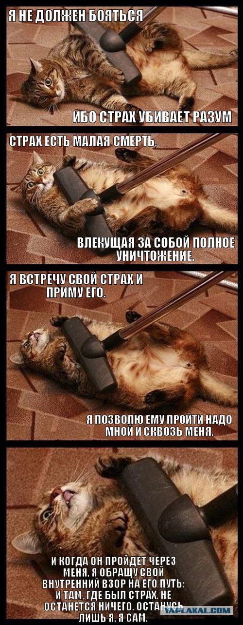Известные котомемы.