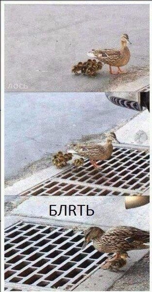 Мешанина прикольных картинок из сети