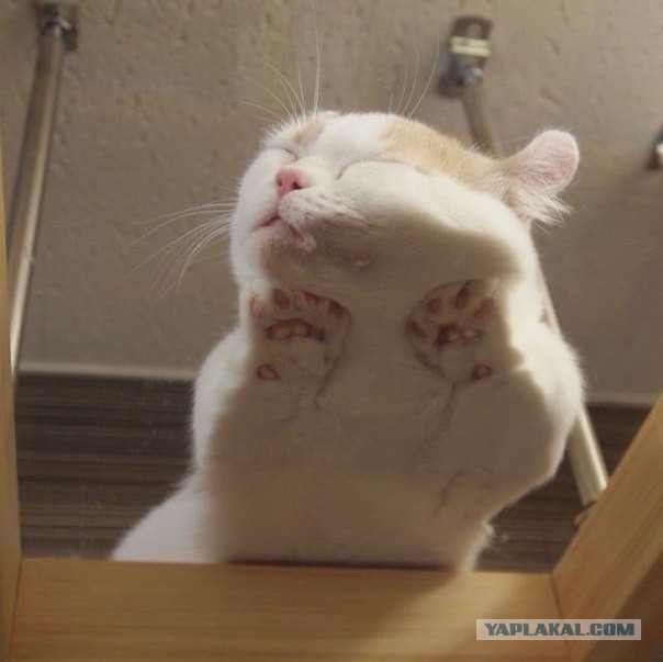 Как спят кошки....