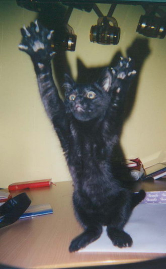 Коты, кошки, котята