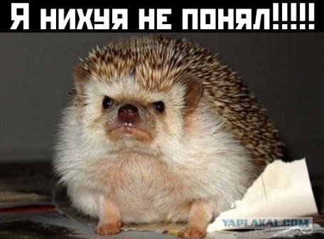 Заведению требуется новый тамада