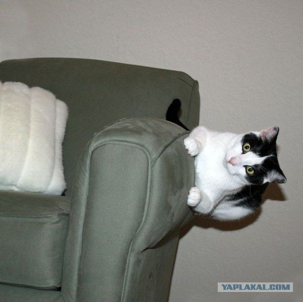 Кошки и другие