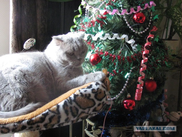 Новогодний котовторник,05.01.16.
