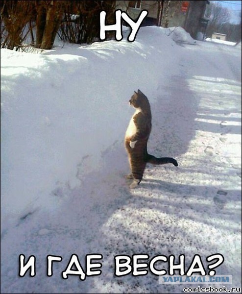 Как лечить депрессию у кота