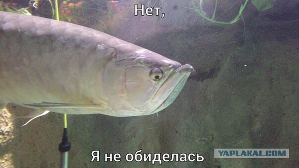 Смешные комментарии из социальных сетей 18.03.2016