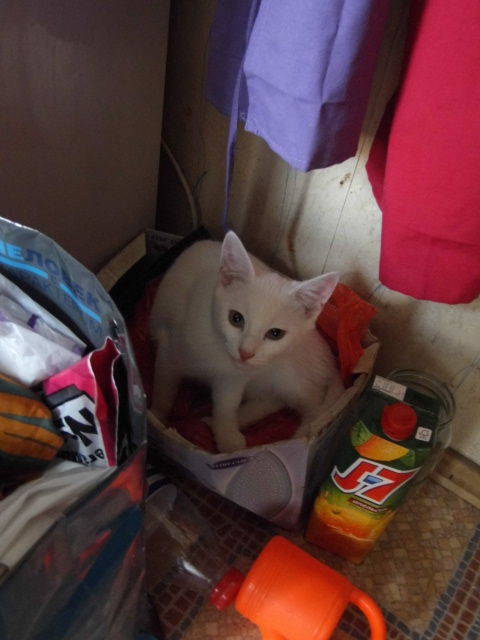 "Десять минут искал кота, пока не увидел это на холодильнике"