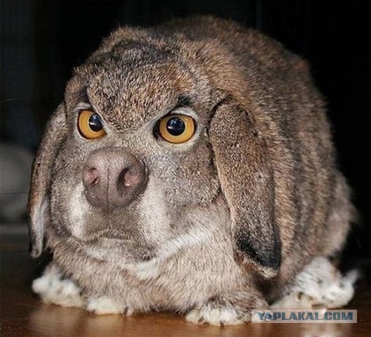 Реакция США на Российские ВКС