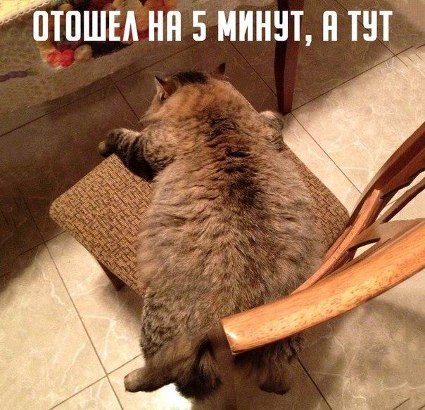 Мохнатые беспредельщики