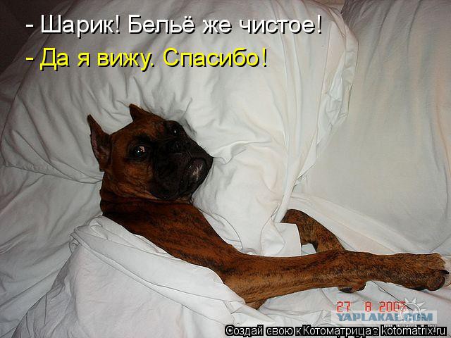 Подборка забавных животных