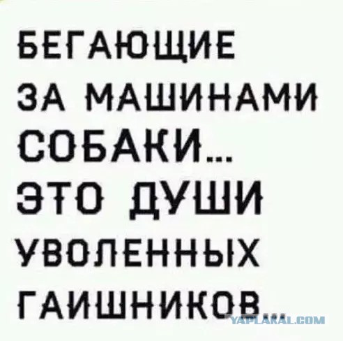 Эти собаки просто обожают, когда происходят ДТП
