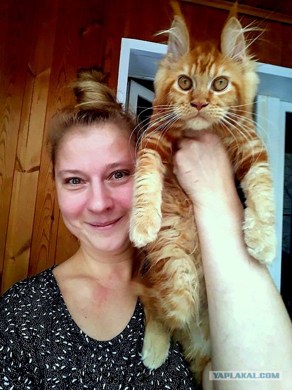 Джокер и его семья