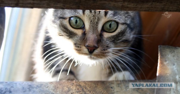 Ура, котовторник! (01.07.2008)
