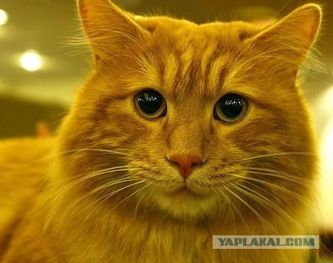 Котовторник с корниш-рексами (12 фот)