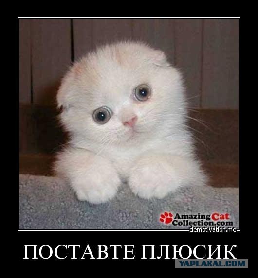 Котовторник!