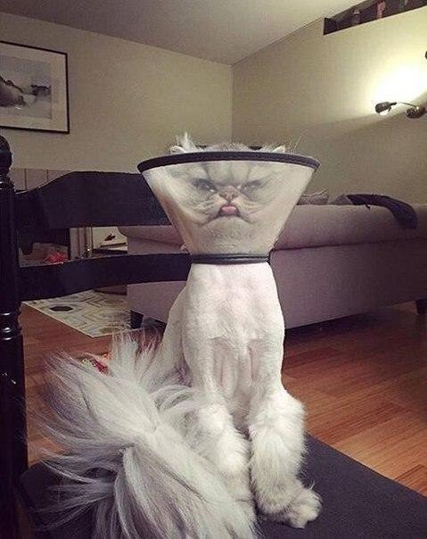 Немного милоты
