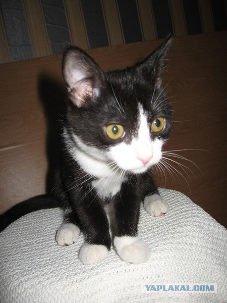 Котовторник 06.09.11