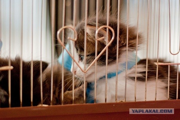 Котовторник (10.01.2012)