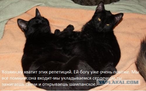 Котовторник (14.02.2012)