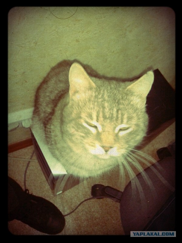 Котовторник! 13.03.2012
