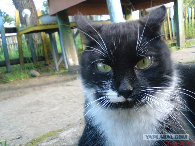 Котовторник 22.05.2012