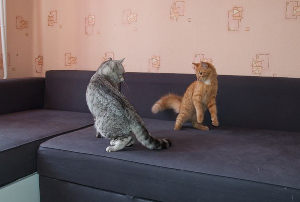 Котовторник  21.08.12