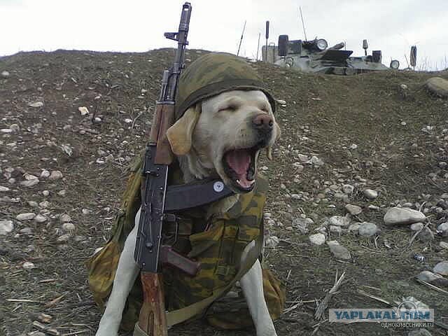 Пес забрал на себя болезнь хозяина