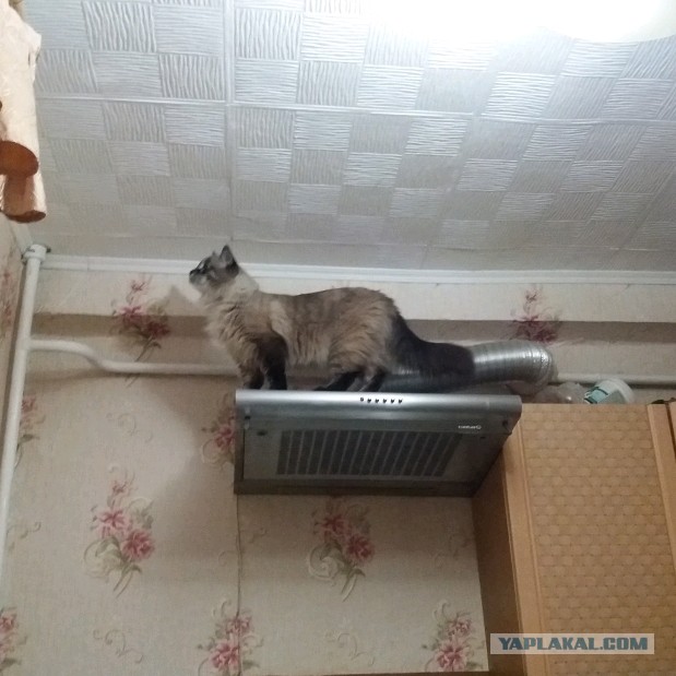 Котовторник 28.01.2020