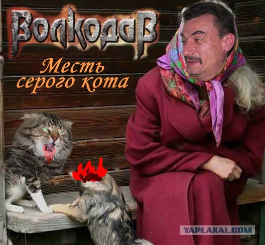 Злой кот
