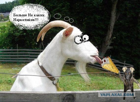 Коза с языком: А вот вам!