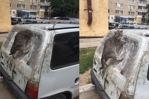 Эти забавные животные